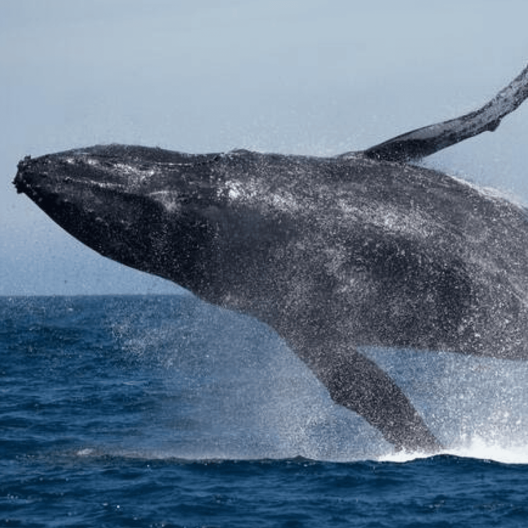 Baleia Jubarte no RJ